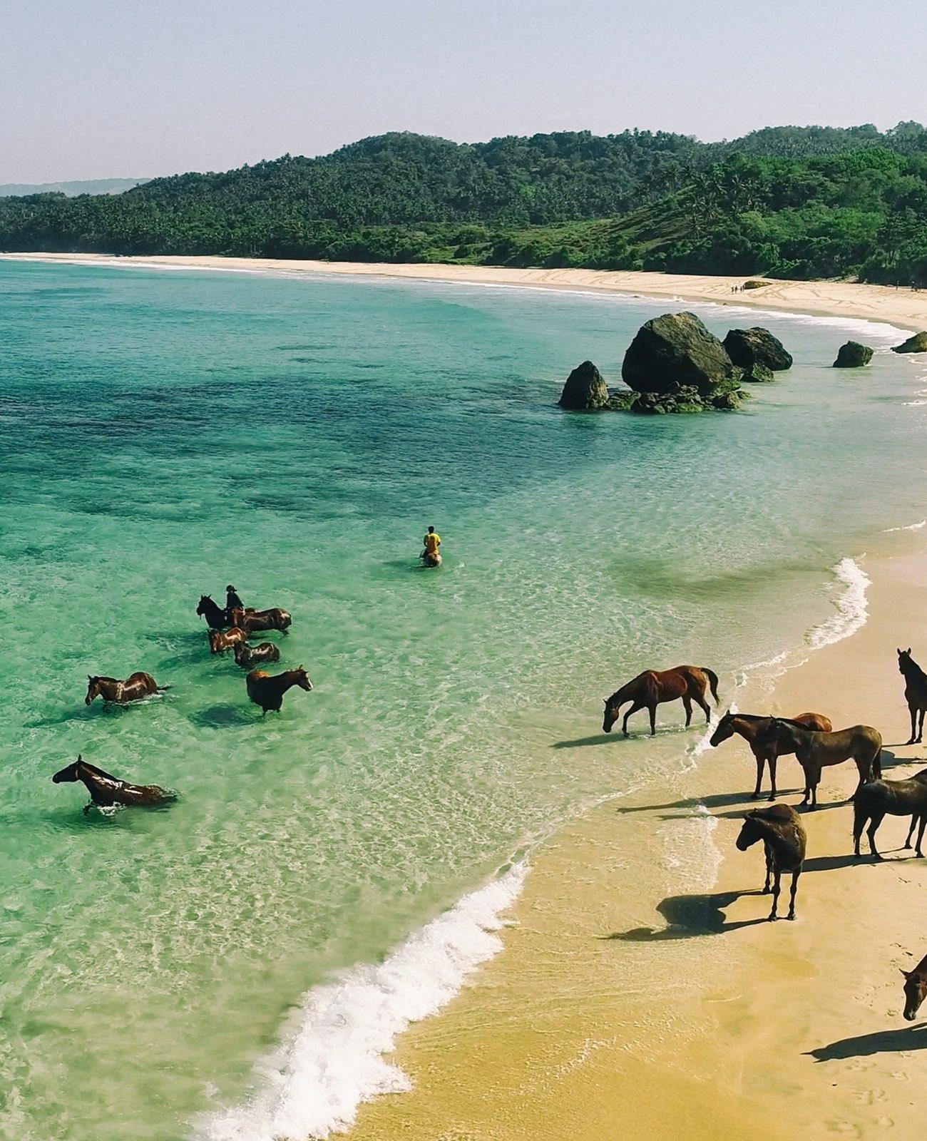Sandalwood Horses