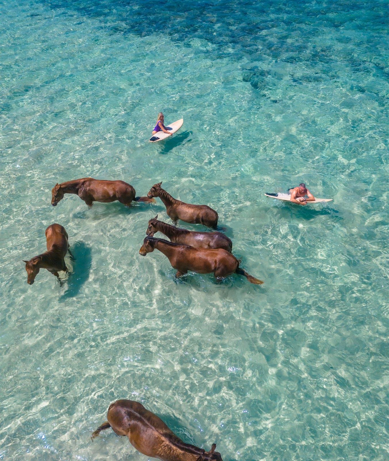 Swimming with Horses