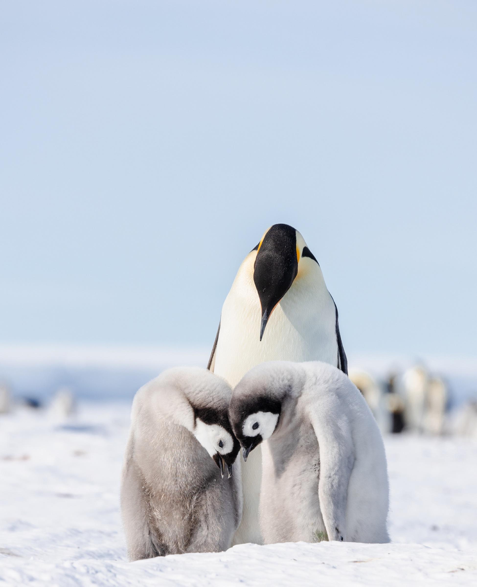 South Pole & Emperor Penguins