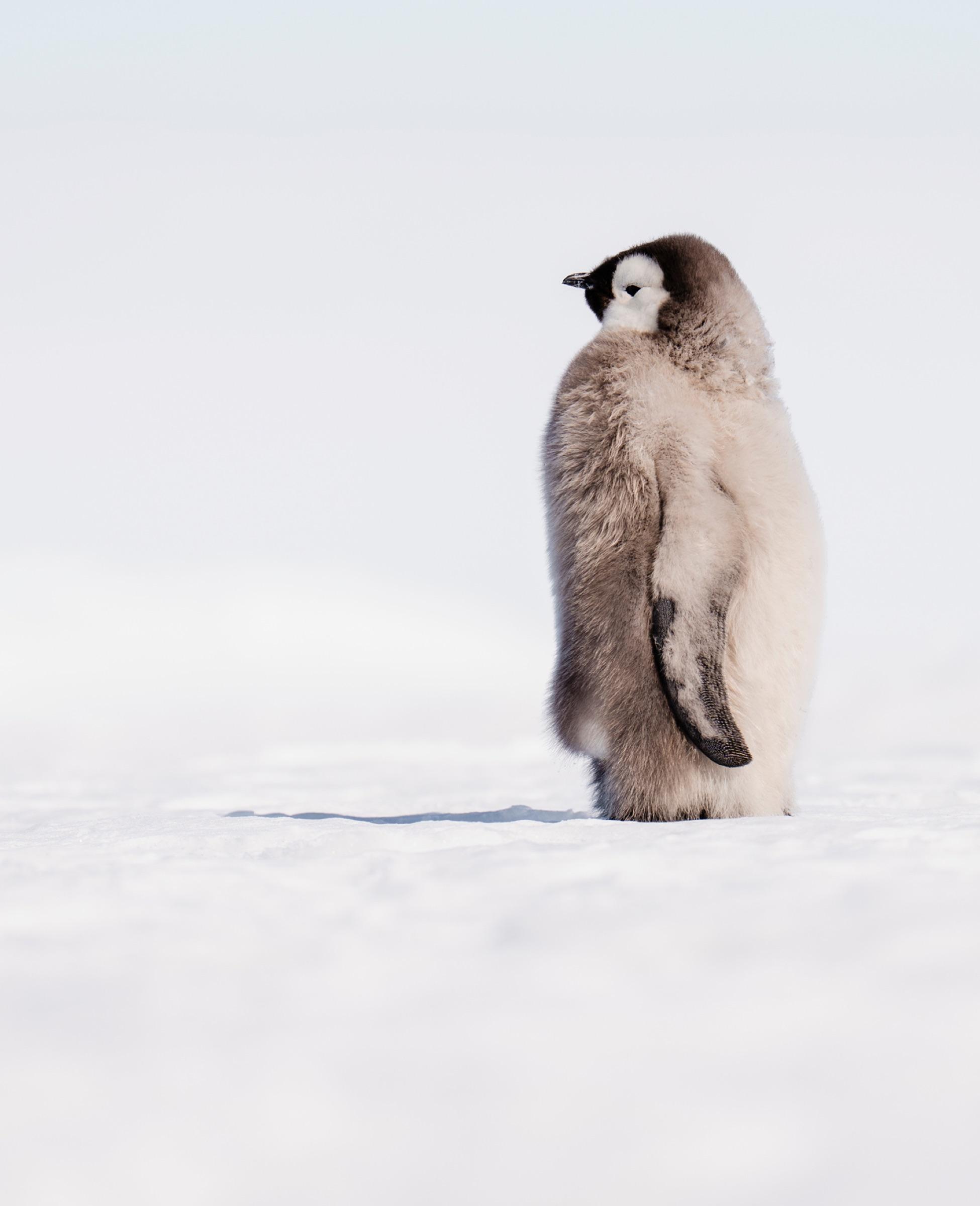 Baby Penguins & Blue Tunnels
