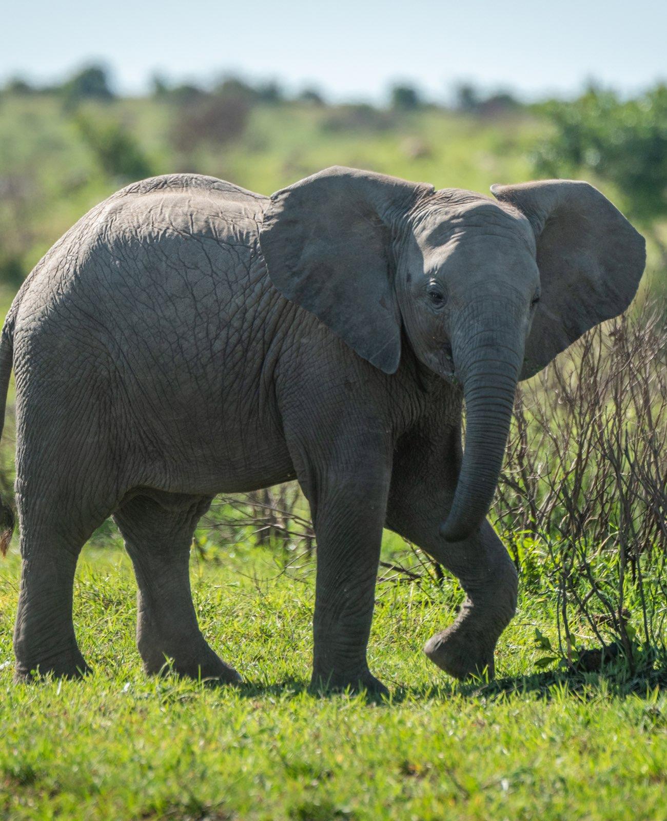 Mara Elephant Project Flight