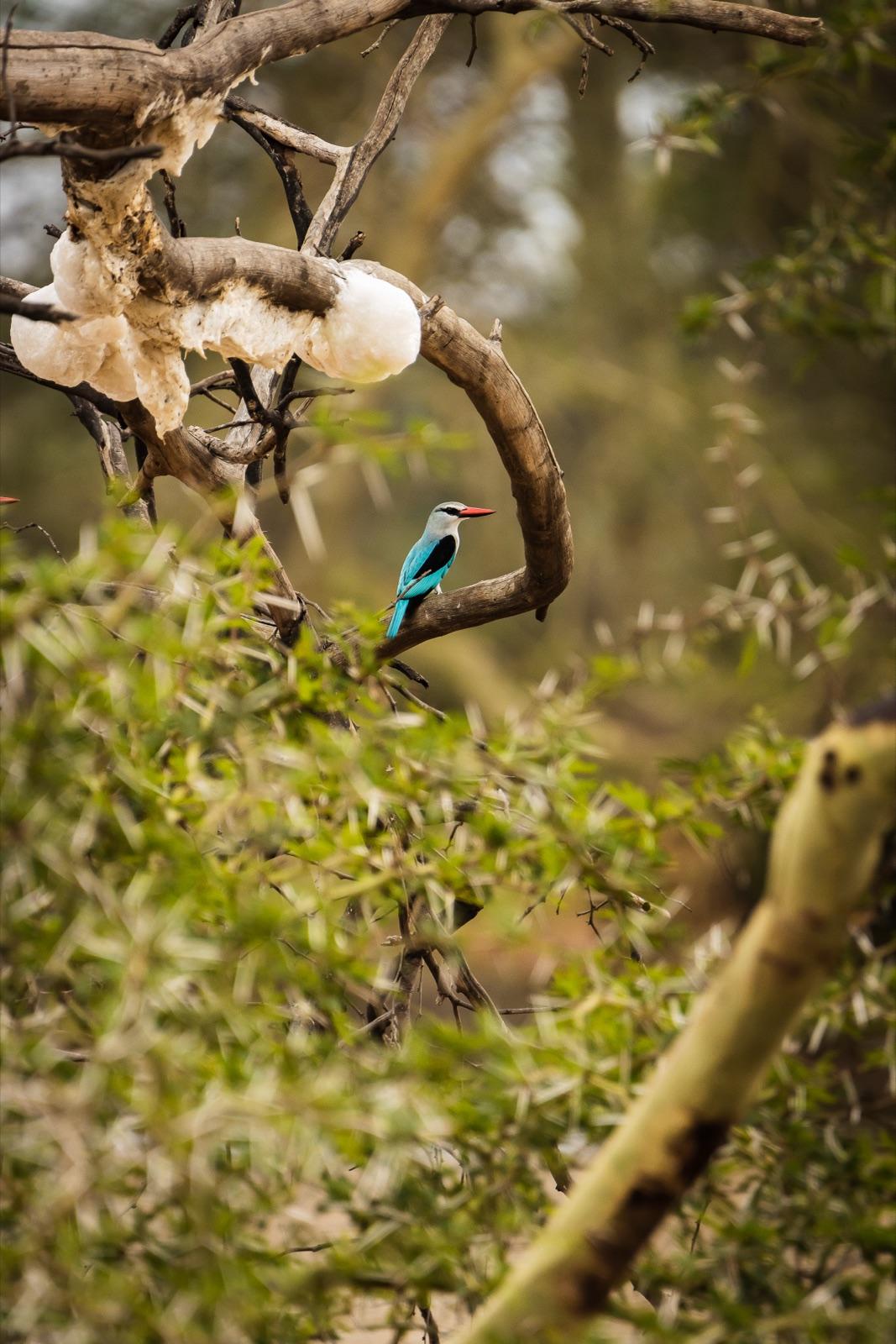 Baobabs and Birdlife