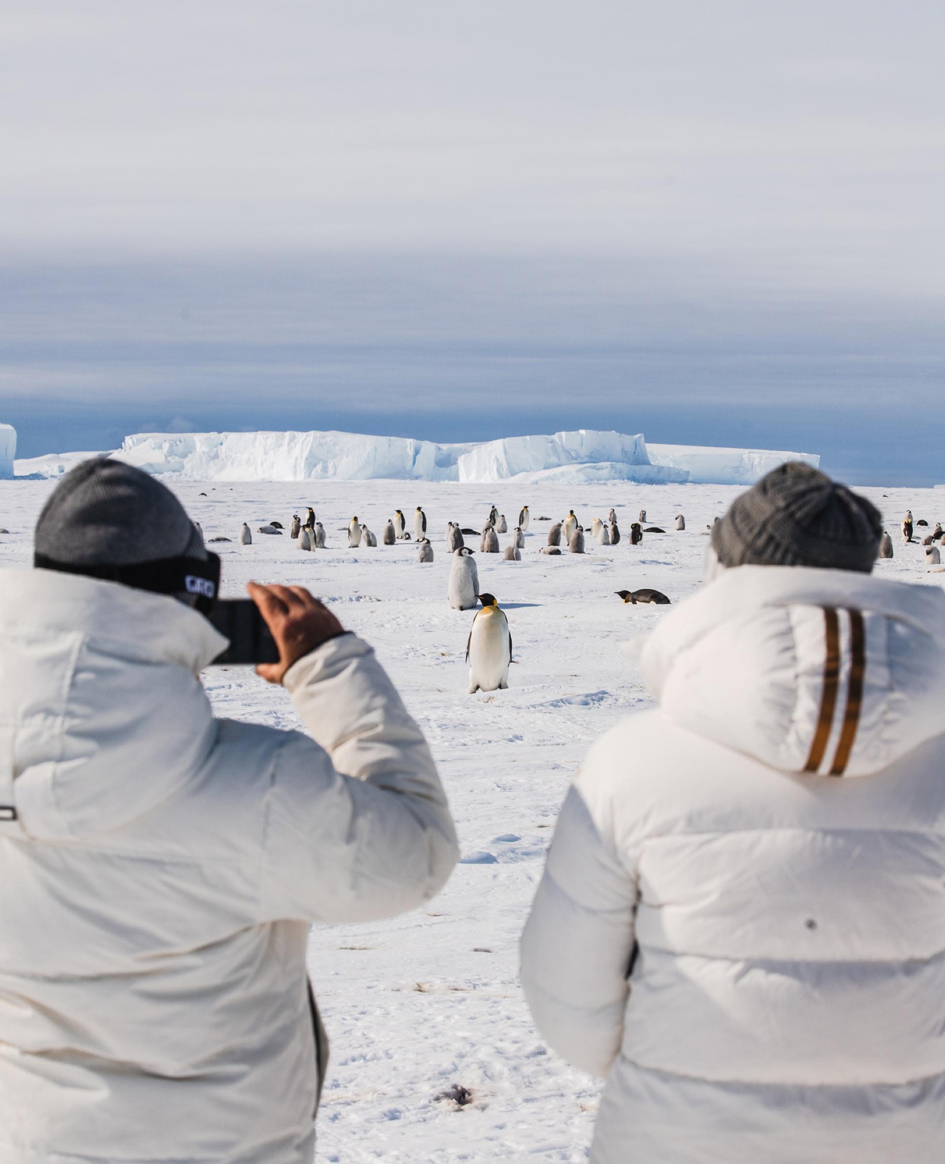 Emperor Penguin Colony