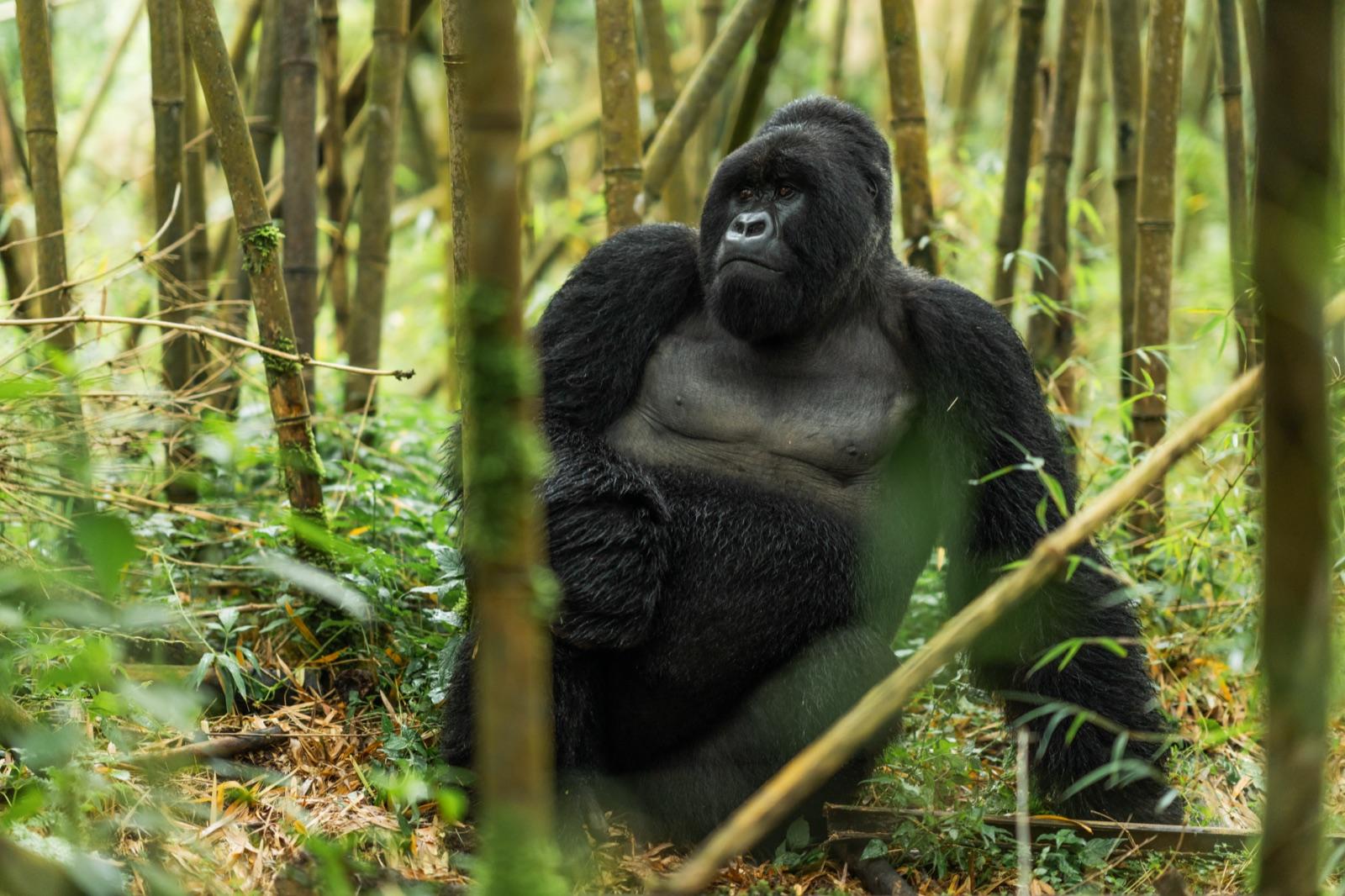 Two Gorilla Treks