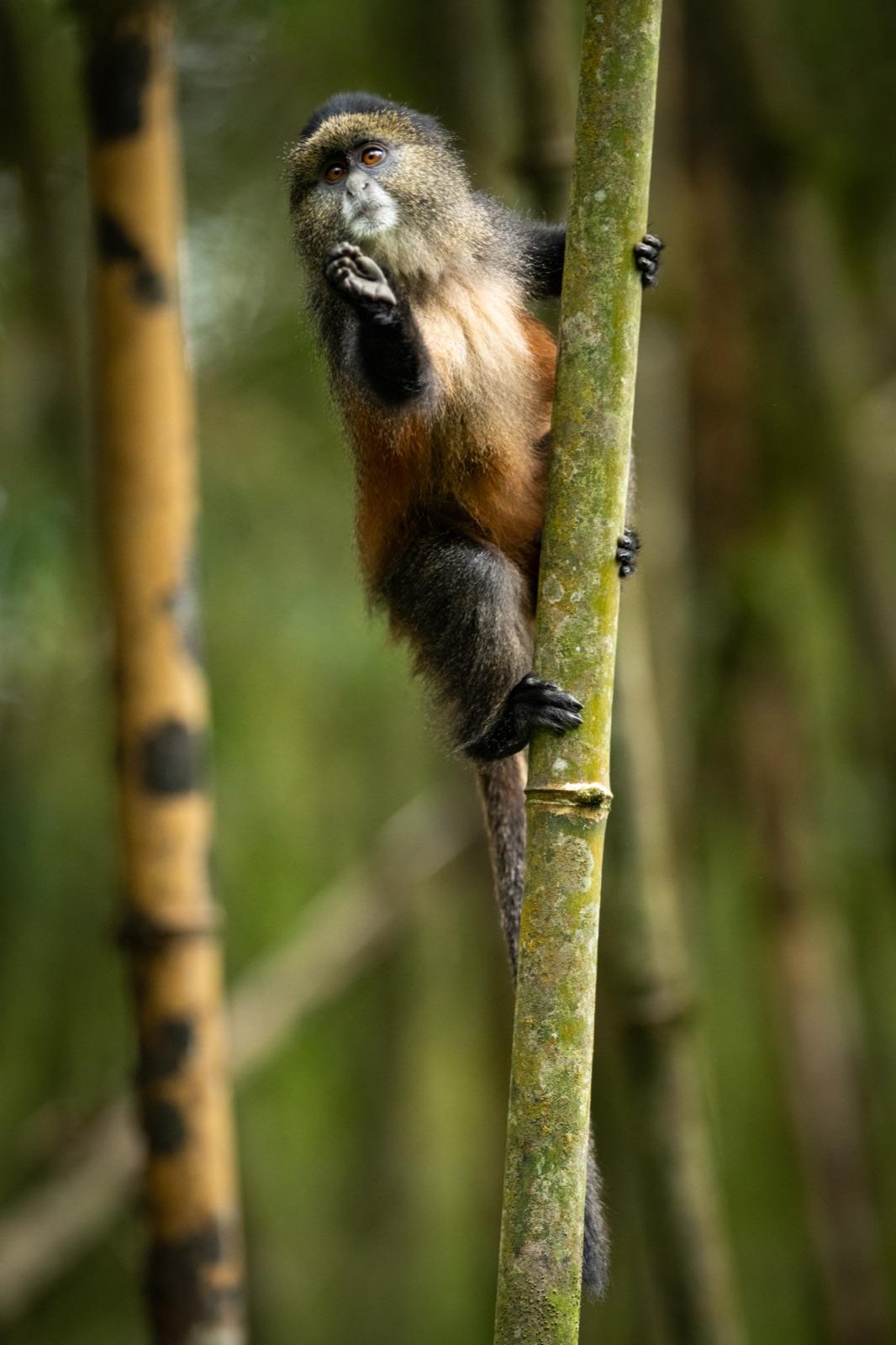 Golden Monkeys