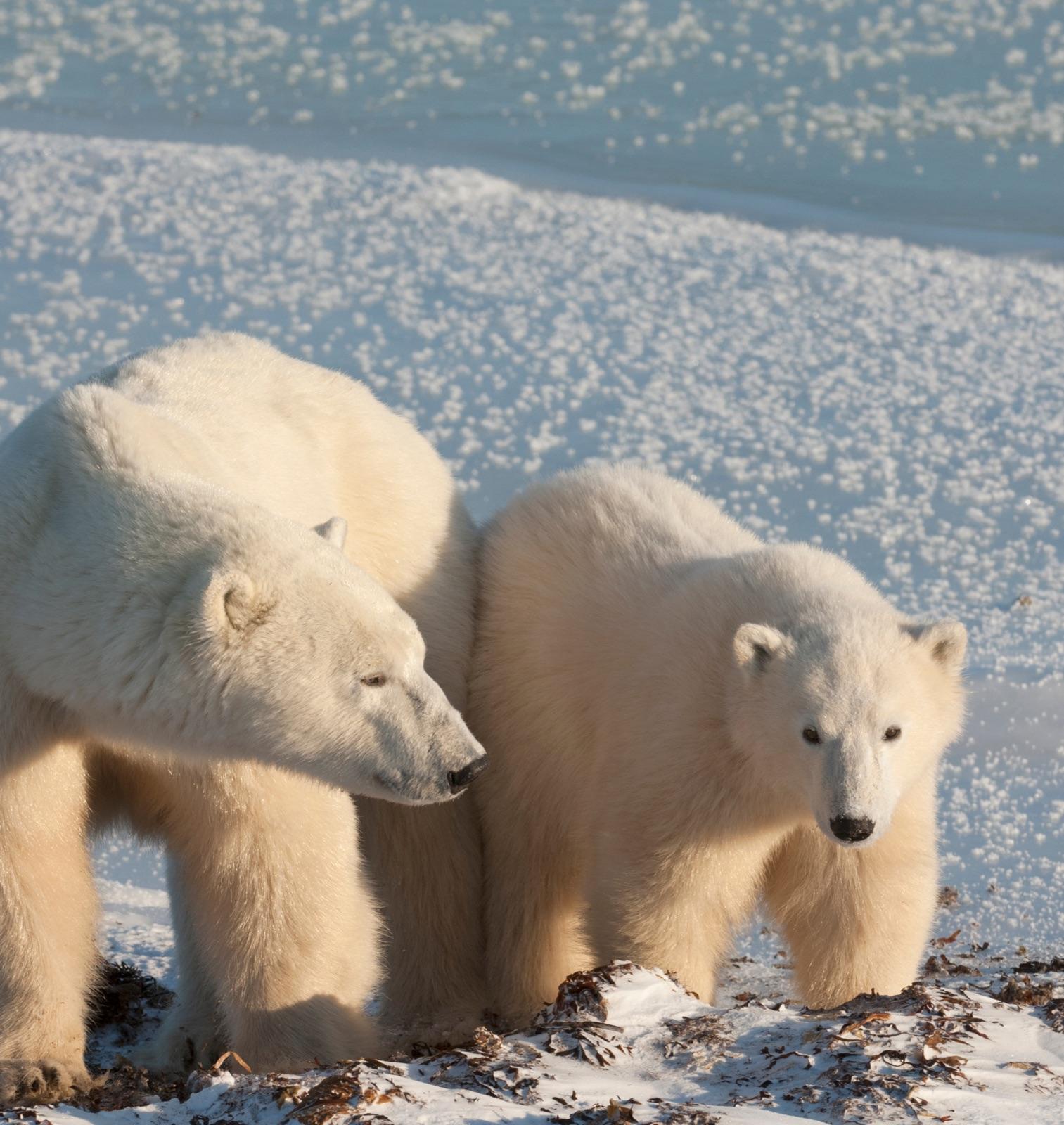 Svalbard in Winter, the Case for Going to the Top of the World