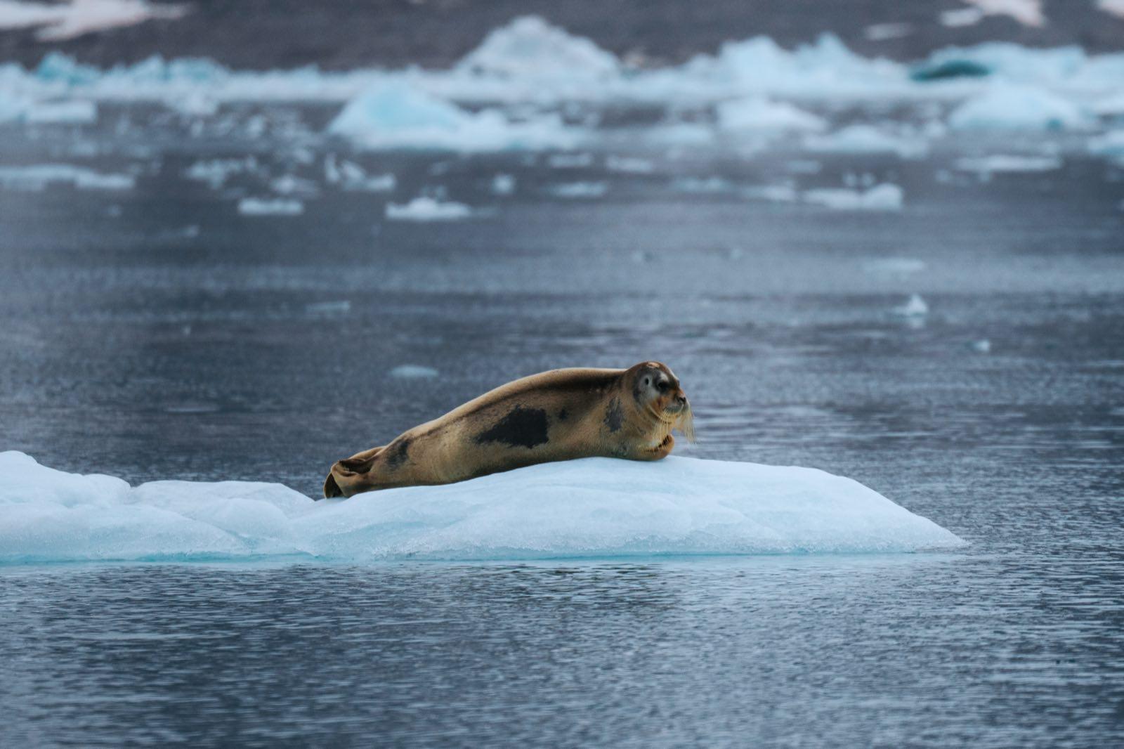 from-isles-to-ice — 82