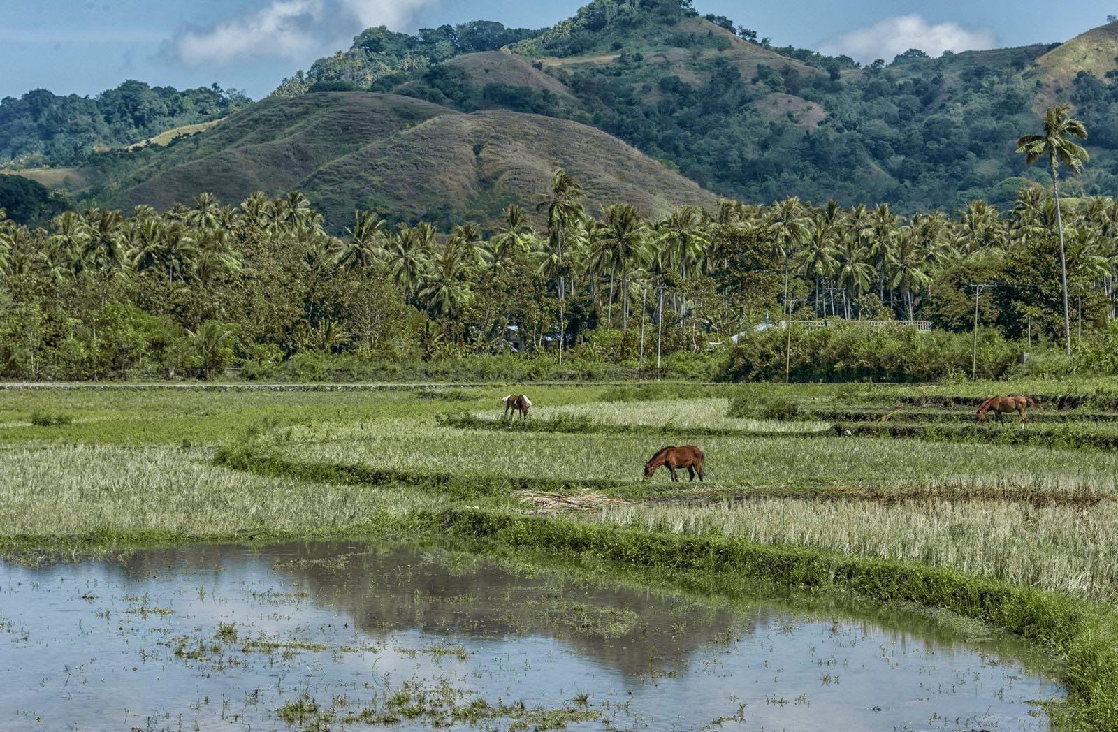 LindaBerman 2015 A Rice Island vicinity 0346