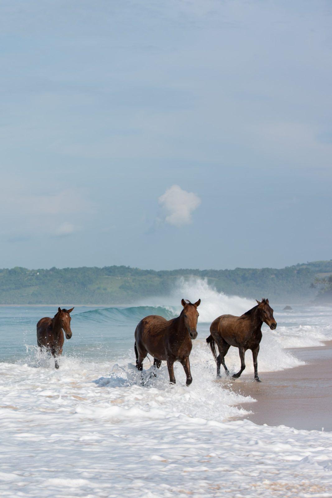 Sandalwood horses on Nihiwatu Beach