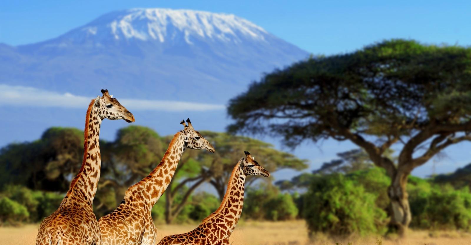 The Maasai Mara savannah stretching to the horizon