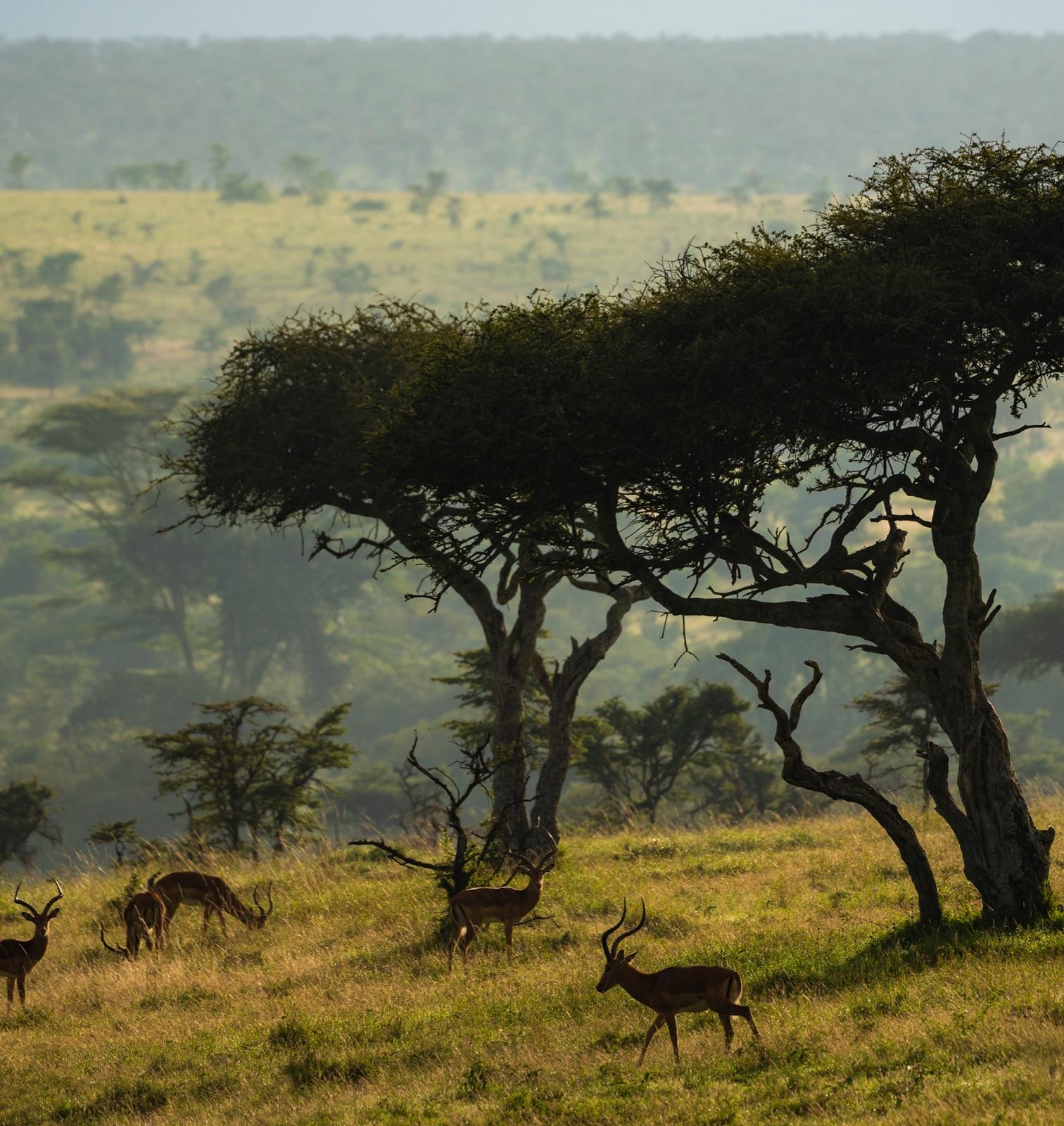 Elephants moving through the acacia at dusk