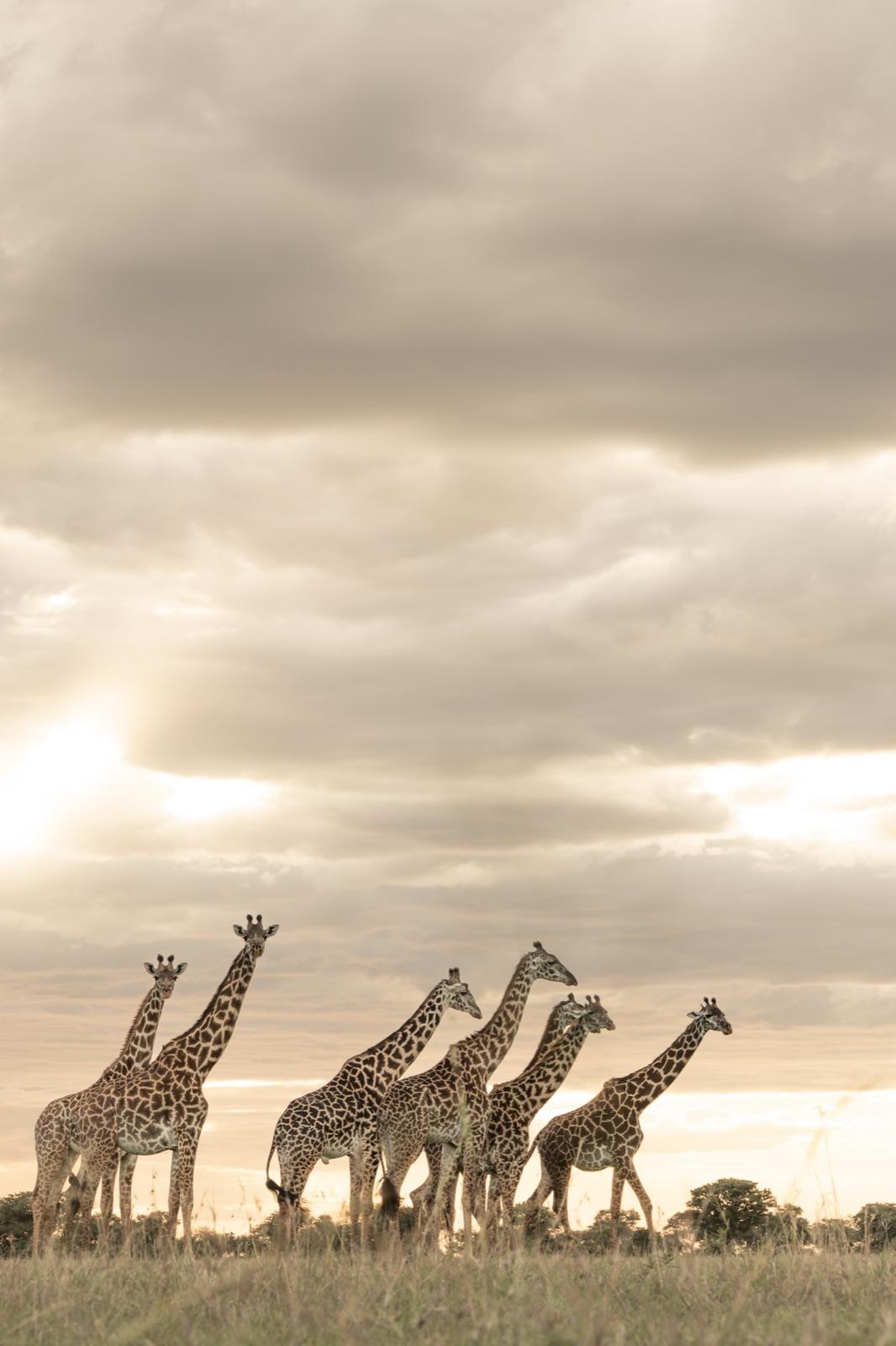 leopard-country — 9