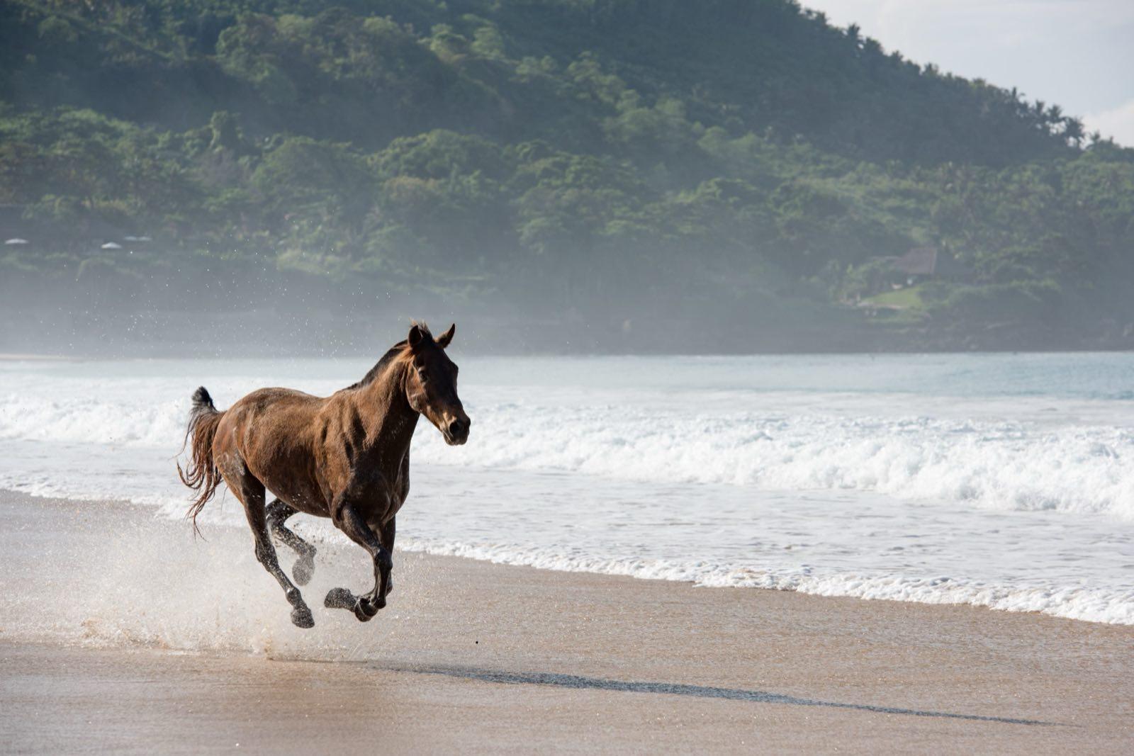 NIHIsumba HorsesWildFree byTaniaAraujo 8687