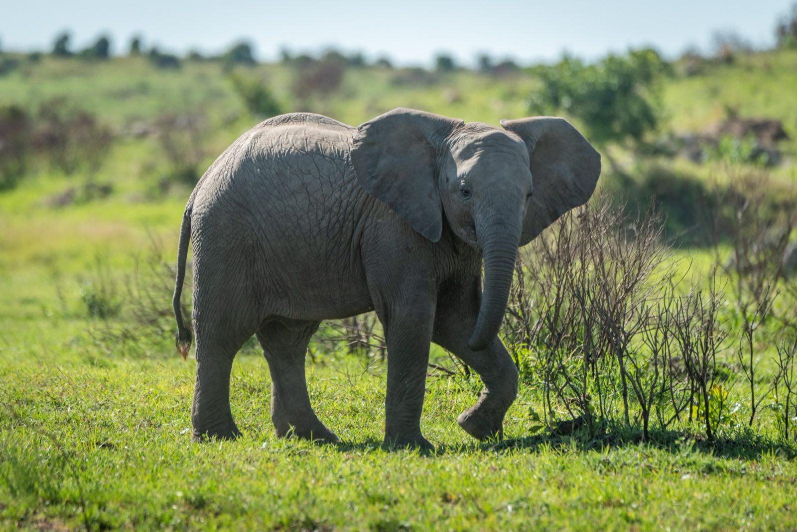 Young elephant crossing the grassland