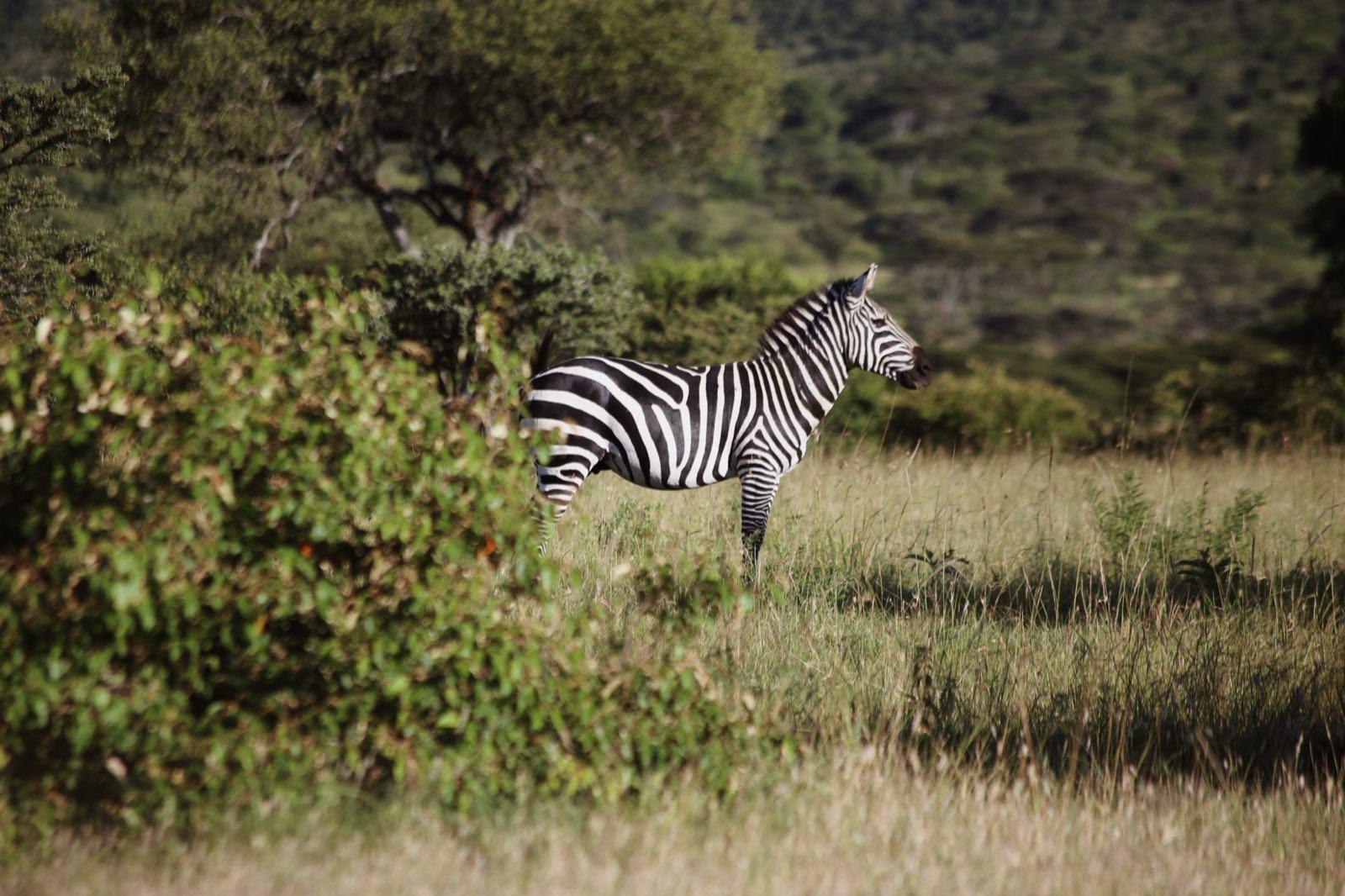 Cottars Kenya 27