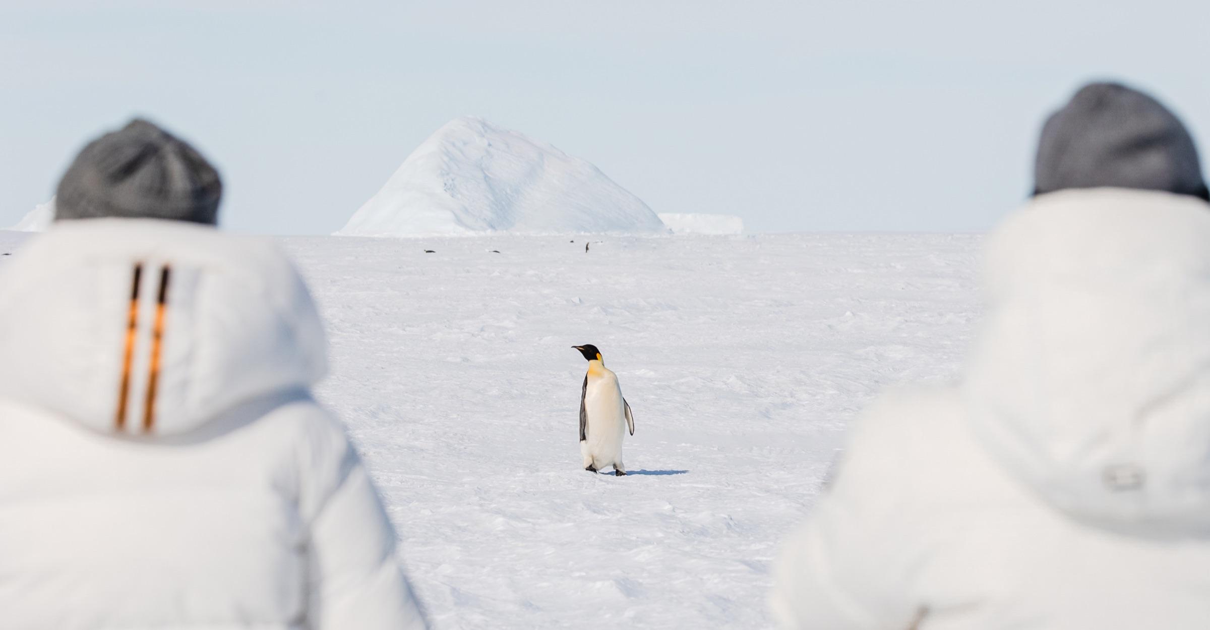 South Pole & Emperor Penguins