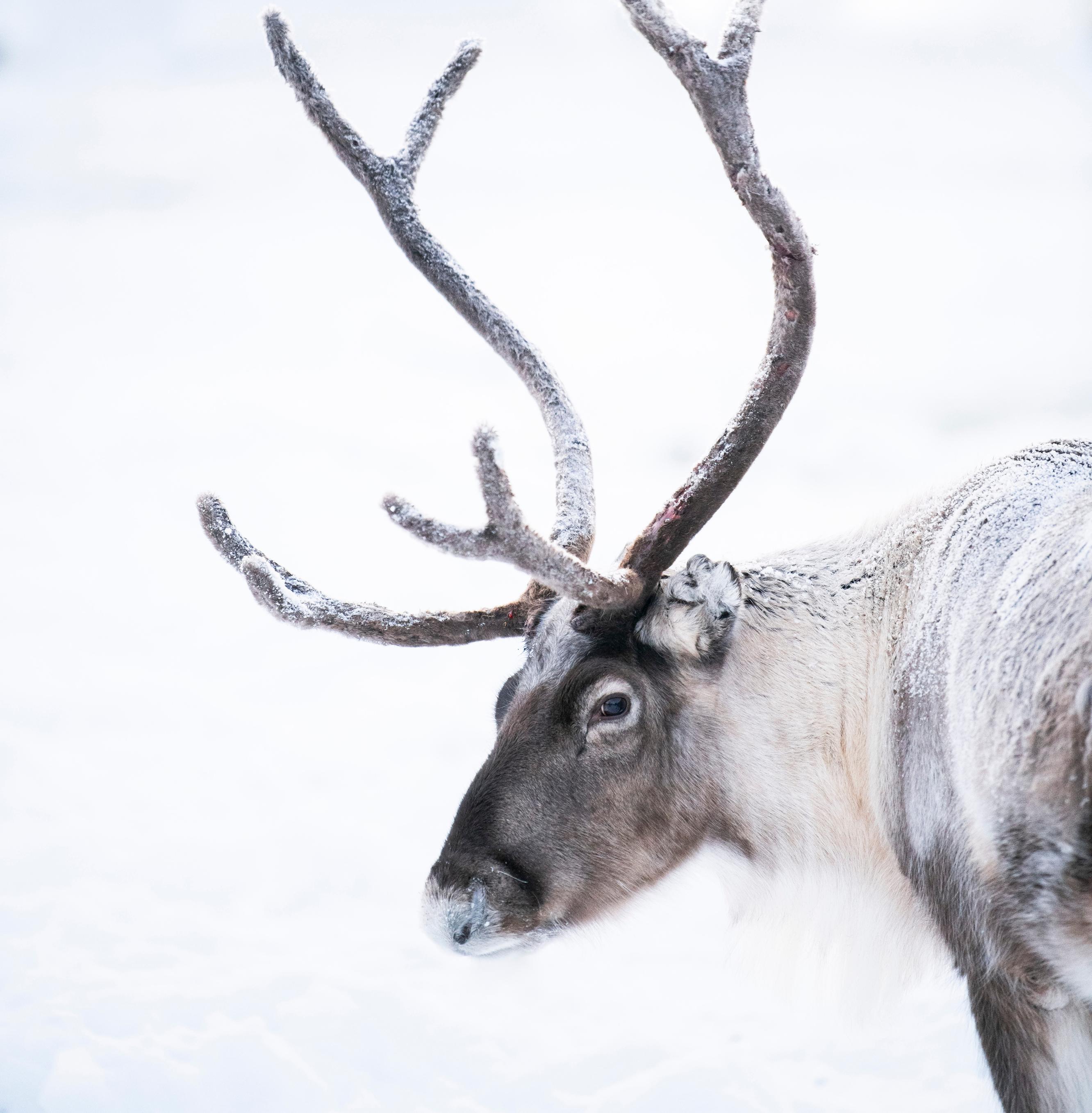 Lapland, Finland